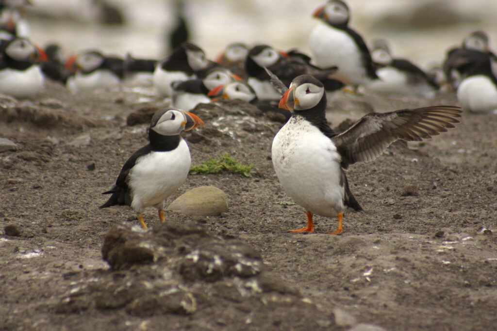 England, Northumberland, Farne Islands. A group of puffins at this a popular tourist attraction
