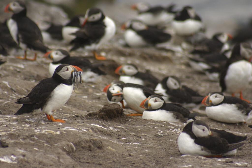 England, Northumberland, Farne Islands. A group of puffins (one with sandeels in bill) at this a popular tourist attraction
