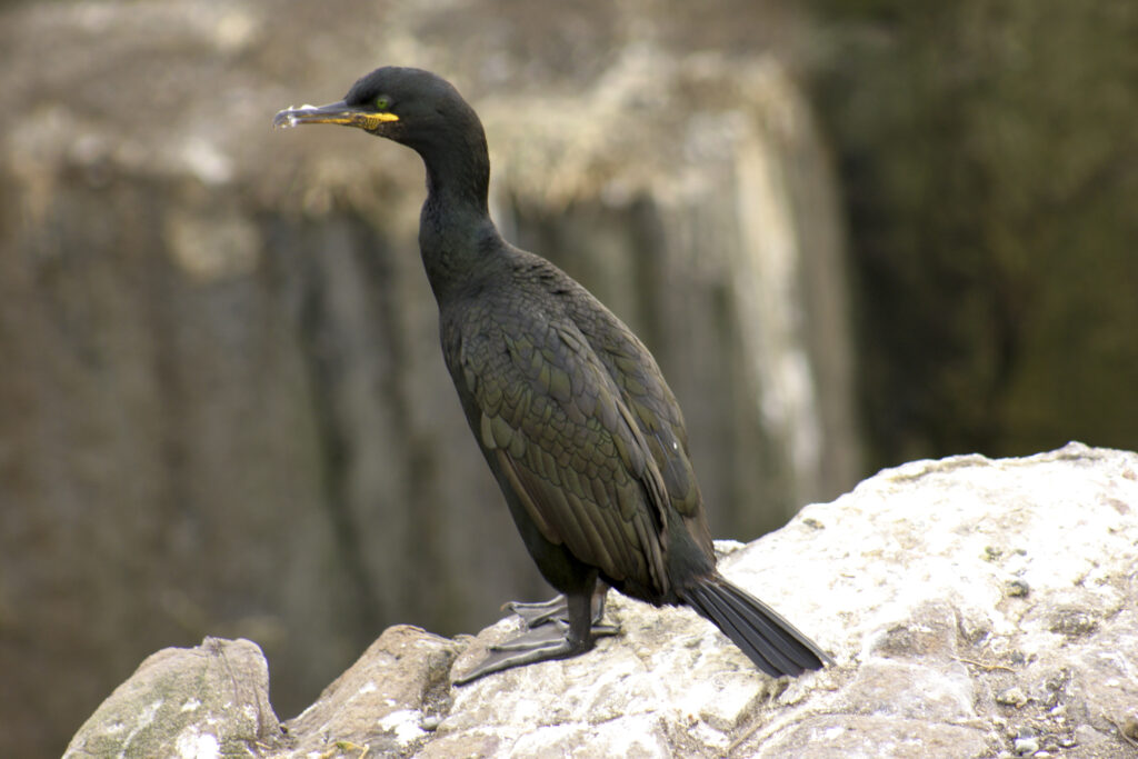England, northumberland, farne islands (National Trust). A single Shag photographed on this popular tourist attraction