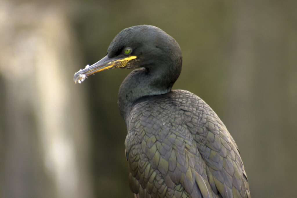 England, northumberland, farne islands (National Trust). A single Shag photographed on this popular tourist attraction