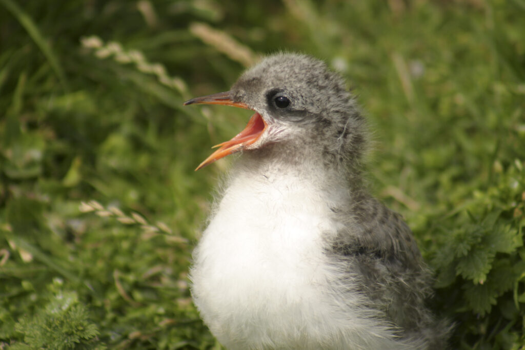 England, northumberland, farne islands (National Trust) A young arctic tern chick calls for its parent and food