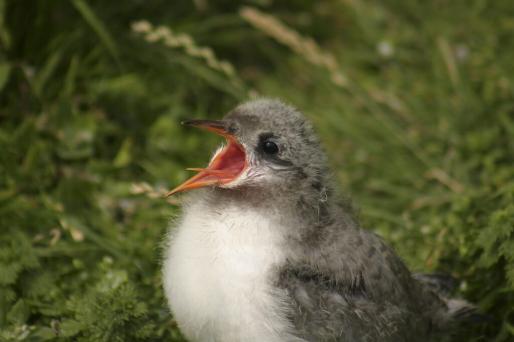 England, northumberland, farne islands (National Trust) A young arctic tern chick calls for its parent and food