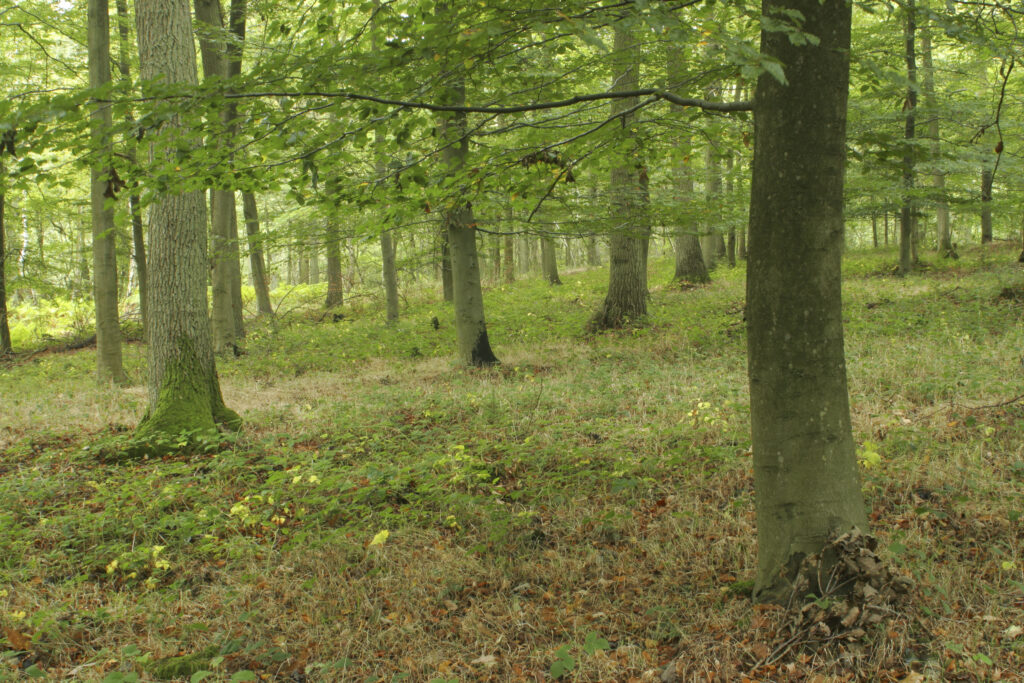 ENGLAND, Worcestershire, Wyre Forest. A typical example of woodland within this Forestry Commission area