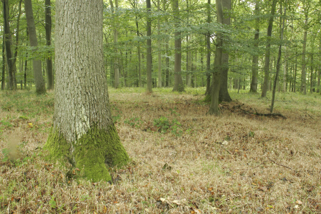 ENGLAND, Worcestershire, Wyre Forest. A typical example of woodland within this Forestry Commission area