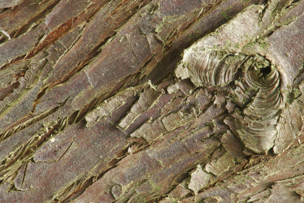 ENGLAND, Worcestershire, Wyre Forest. Abstract view of bark on a tree within this Forestry Commission woodland area