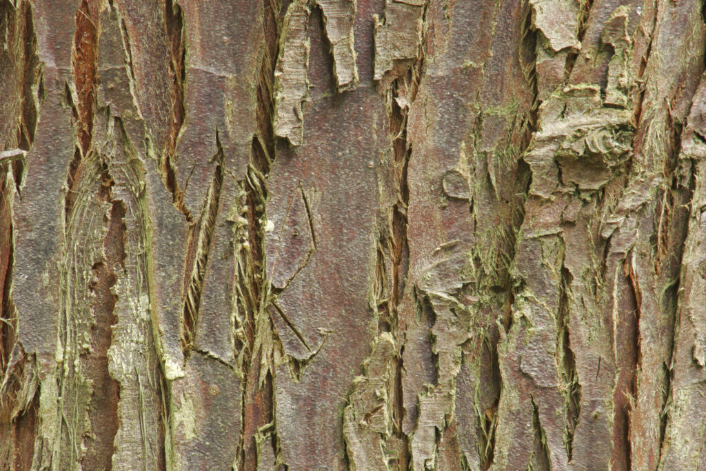 ENGLAND, Worcestershire, Wyre Forest. Abstract view of bark on a tree within this Forestry Commission woodland area