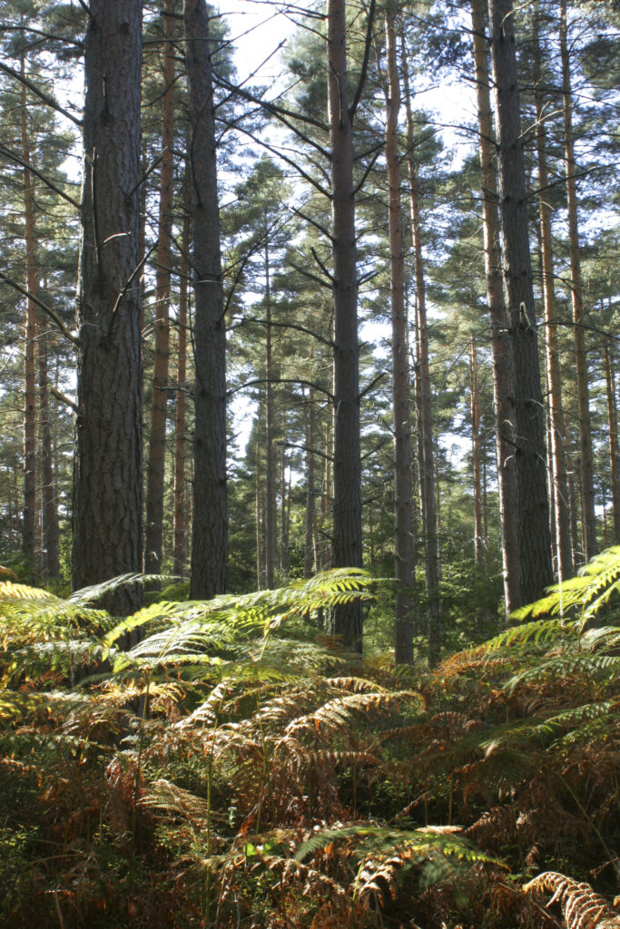 ENGLAND, Worcestershire, Wyre Forest. A typical example of woodland within this Forestry Commission area