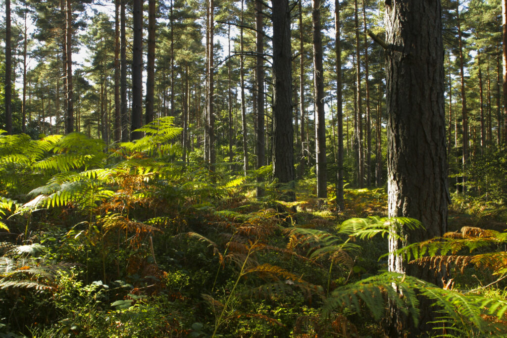 ENGLAND, Worcestershire, Wyre Forest. A typical example of woodland within this Forestry Commission area