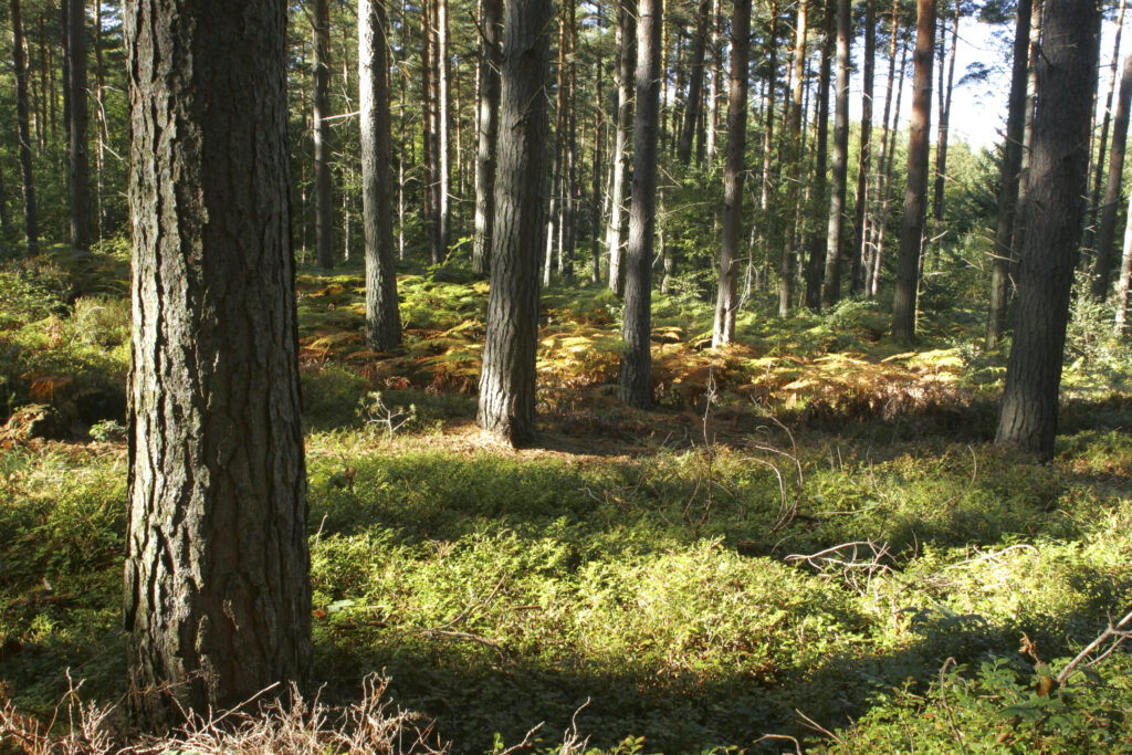 ENGLAND, Worcestershire, Wyre Forest. A typical example of woodland within this Forestry Commission area