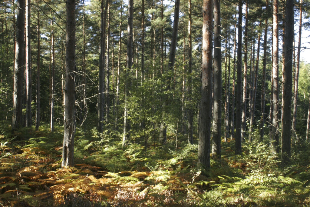 ENGLAND, Worcestershire, Wyre Forest. A typical example of woodland within this Forestry Commission area