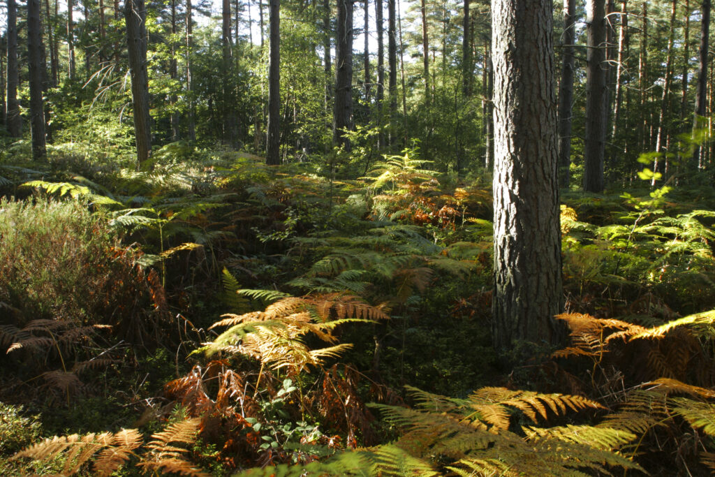 ENGLAND, Worcestershire, Wyre Forest. A typical example of woodland within this Forestry Commission area
