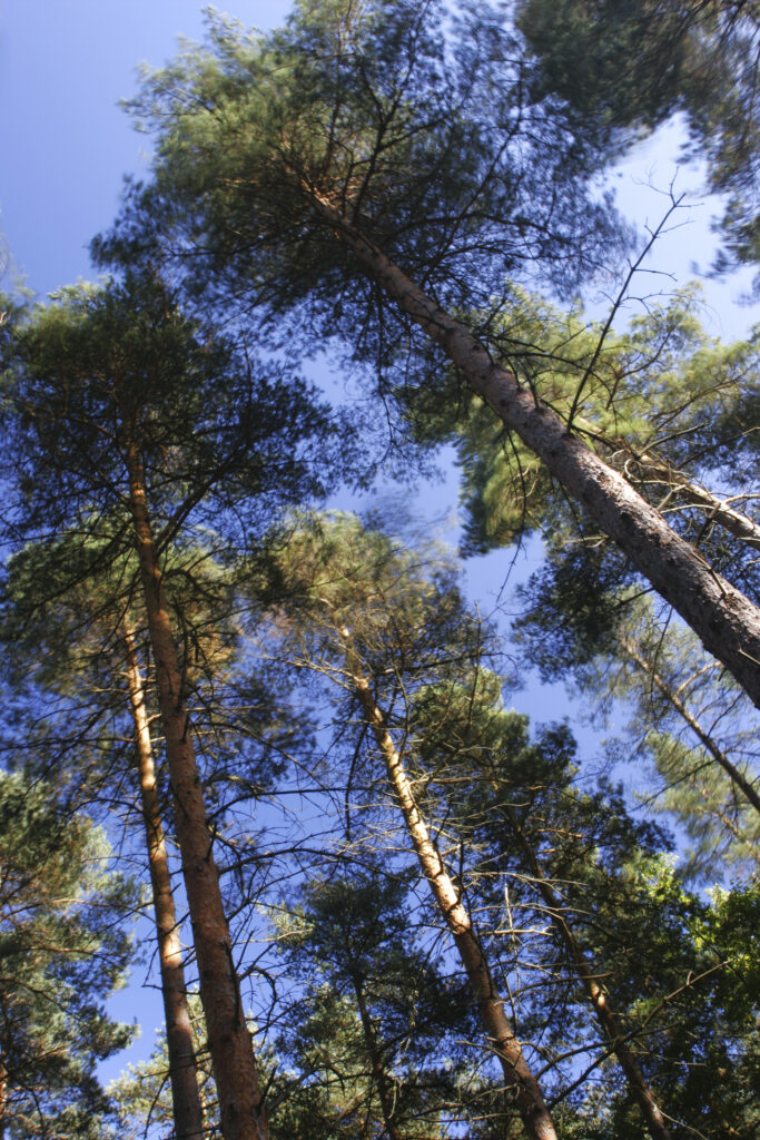 ENGLAND Worcestershire Wyre Forest A typical example of woodland within this Forestry Commission area