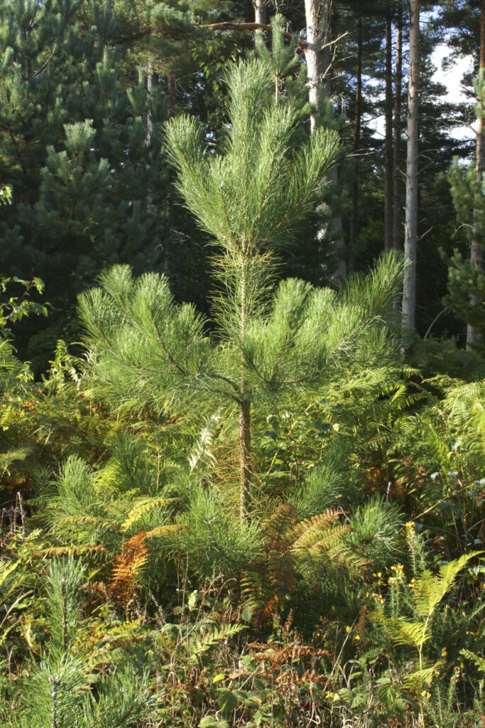 ENGLAND Worcestershire Wyre Forest A young tree growing in woodland within this Forestry Commission area
