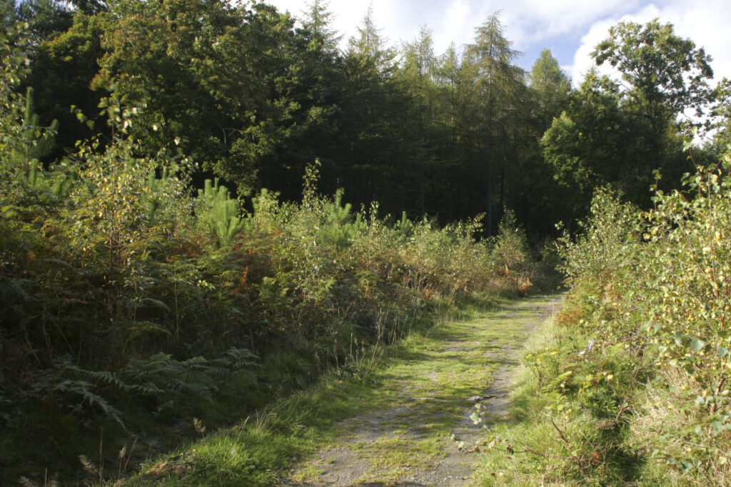 ENGLAND Worcestershire Wyre Forest A recreational path running through woodland within this Forestry Commission area