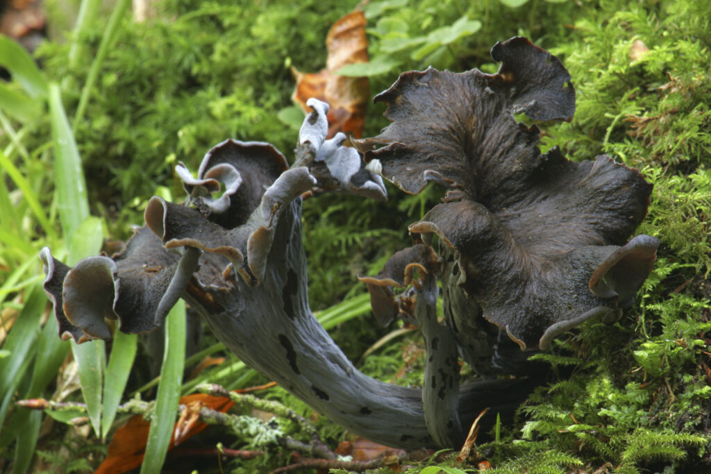 ENGLAND Northumberland Allen Banks Horn of Plenty or Trompet du Mort fungi craterellus cornucopiodes
