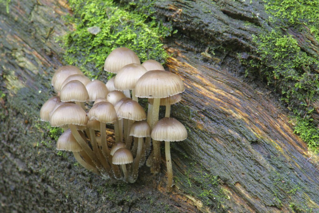 ENGLAND , Northumberland, Allen Banks. Autumn shot of un-identified fungi / mushroom / toad stool.