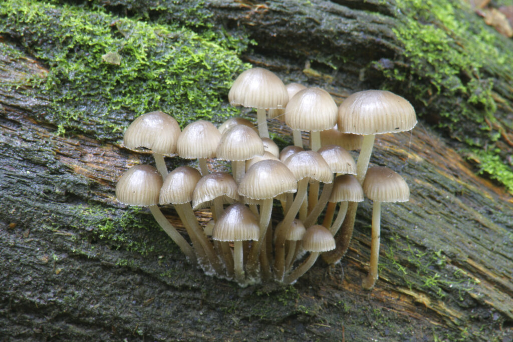 ENGLAND , Northumberland, Allen Banks. Autumn shot of un-identified fungi / mushroom / toad stool.