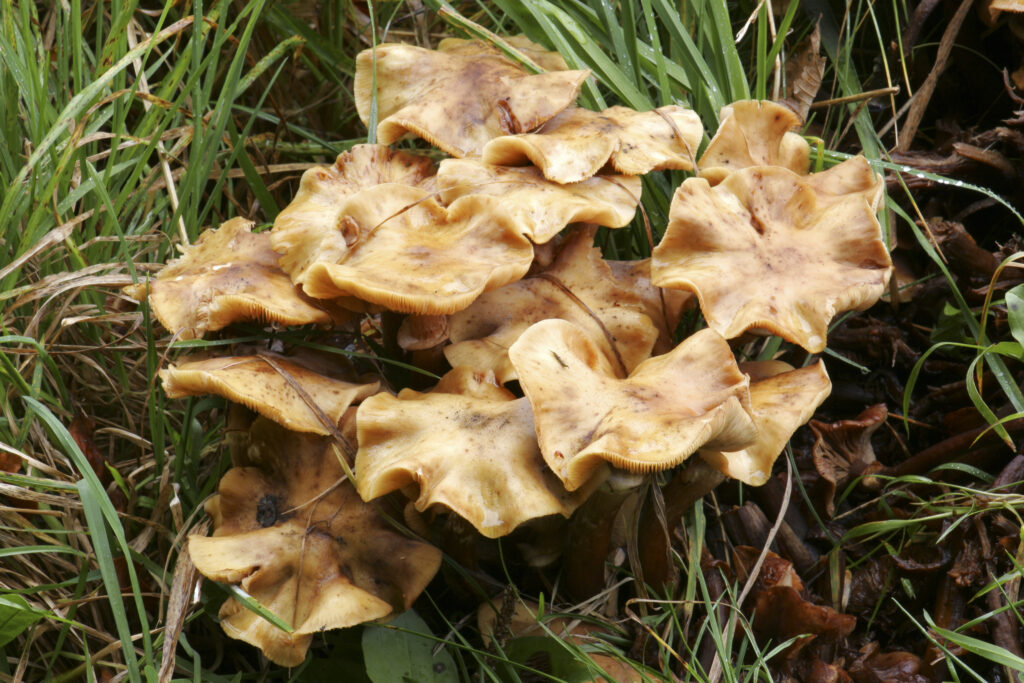 ENGLAND , Northumberland, Allen Banks. Autumn shot of un-identified fungi / mushroom / toad stool.