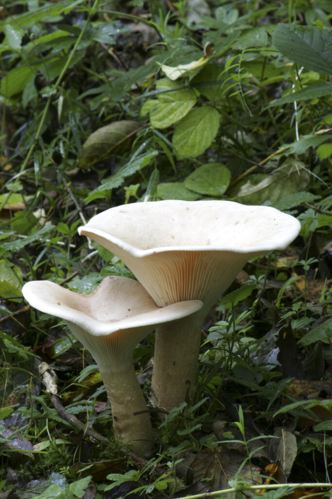 England, Northumberland, Allen Banks. Gill fungi with a cap. Light coloured gills on the underside. Stem without a ring.