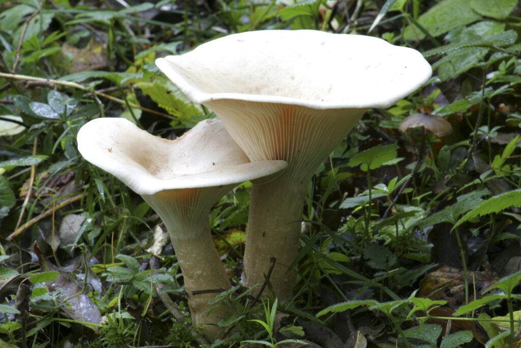 England, Northumberland, Allen Banks. Gill fungi with a cap. Light coloured gills on the underside. Stem without a ring.