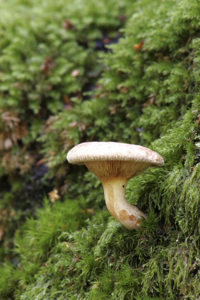 ENGLAND , Northumberland, Allen Banks. Autumn shot of un-identified fungi / mushroom / toad stool.