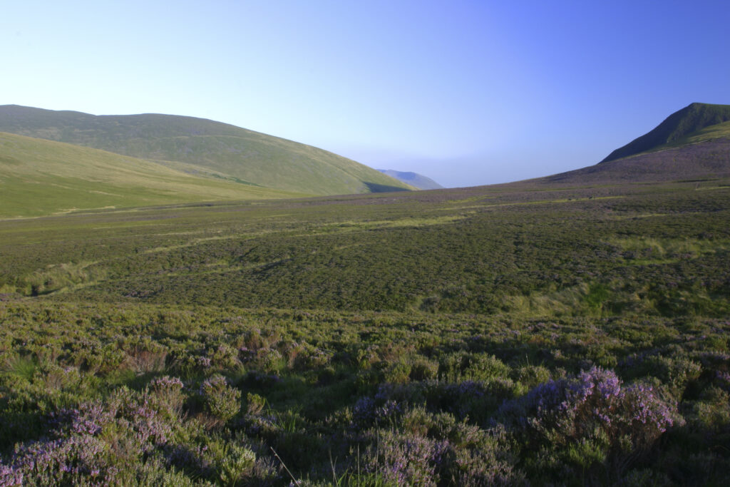 ENGLAND, Cumbria, Lake District National Park. The purple flowers of heather on moorland on lower Lonscale fell