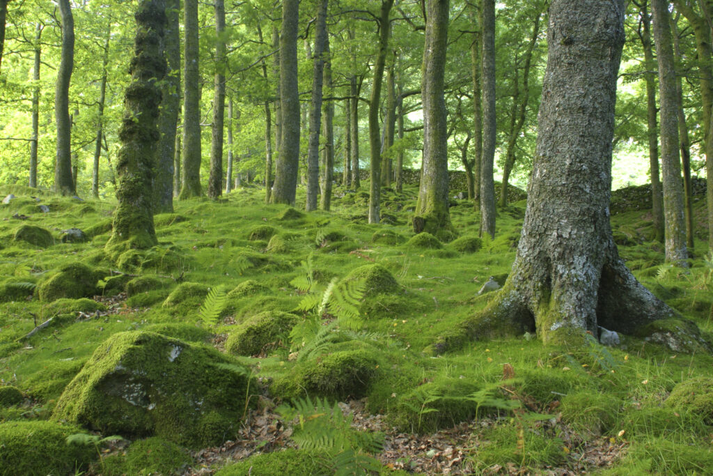 ENGLAND, Cumbria, Lake District National Park. The summer colours of Dalt Wood near to Borrowdale