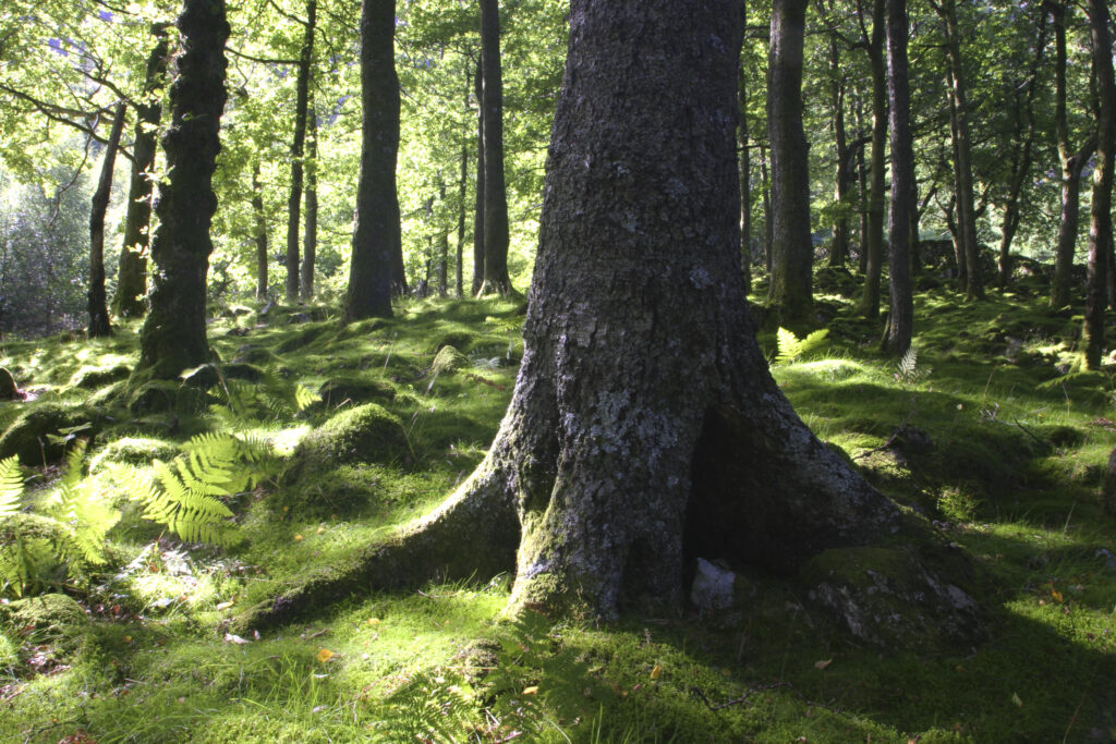 ENGLAND, Cumbria, Lake District National Park. The summer colours of Dalt Wood near to Borrowdale