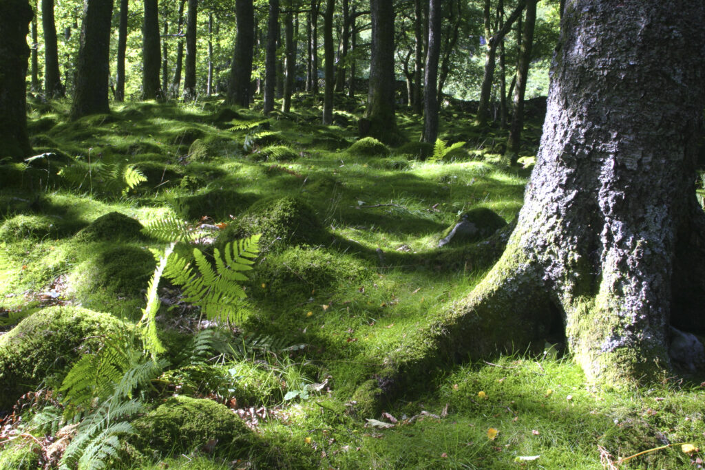 ENGLAND, Cumbria, Lake District National Park. The summer colours of Dalt Wood near to Borrowdale