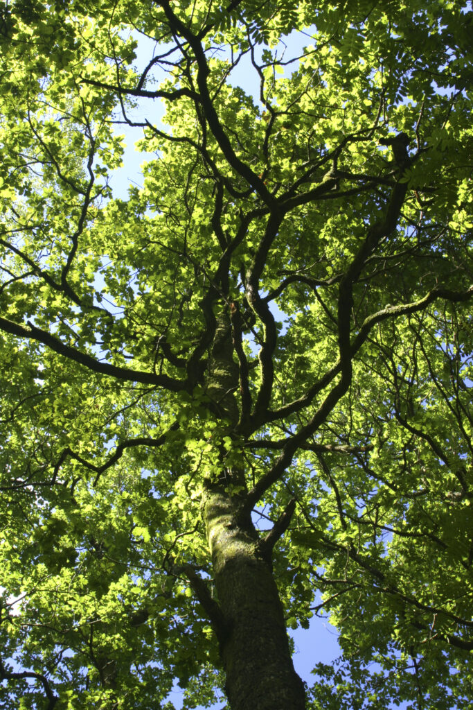 ENGLAND, Cumbria, Lake District National Park. The summer colours of Dalt Wood near to Borrowdale