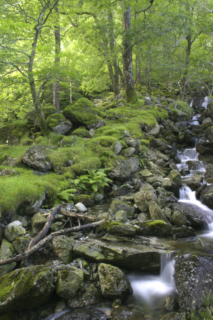ENGLAND, Cumbria, Lake District National Park. A small stream running through the summer colours of Dalt Wood near to Borrowdale