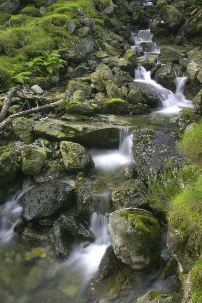 ENGLAND, Cumbria, Lake District National Park. A small stream running through the summer colours of Dalt Wood near to Borrowdale