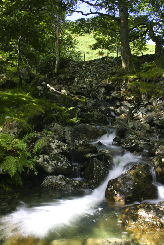 ENGLAND, Cumbria, Lake District National Park. A small stream running through the summer colours of Dalt Wood near to Borrowdale