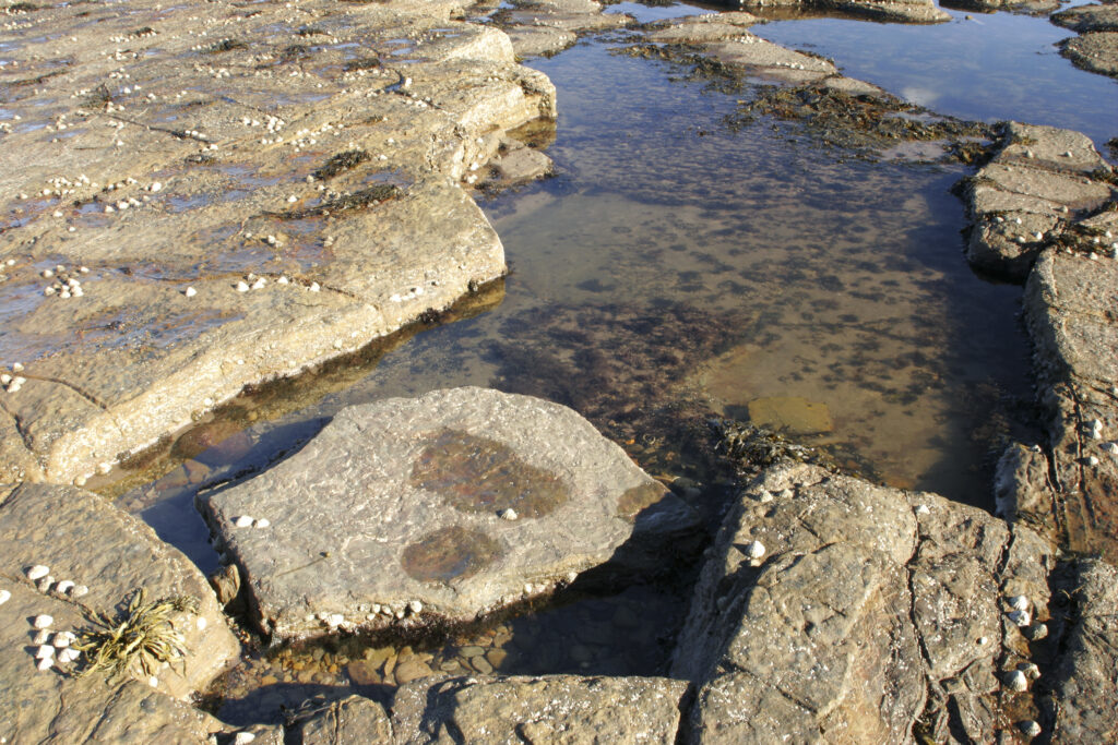 ENGLAND, Tyne & Wear, Whitley Bay. A typical rock pool found in the north tyneside coastline to be found north of the town