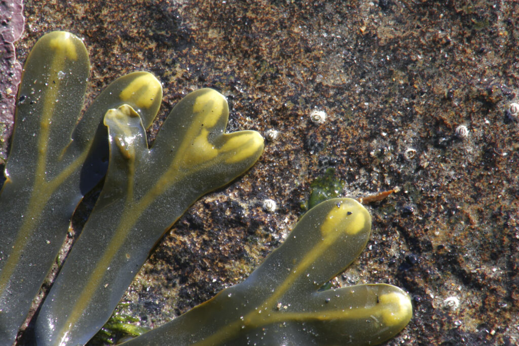 The contrasting colours of seaweed against rocks on the north tyneside coast