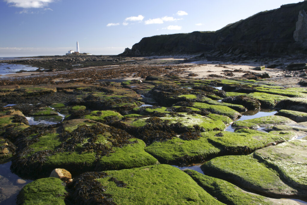 ENGLAND, Tyne & Wear, Whitley Bay. Looking across the green rocky north tyneside coastline towards st marys island