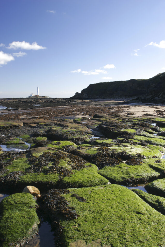 ENGLAND, Tyne & Wear, Whitley Bay. Looking across the green rocky north tyneside coastline towards st marys island