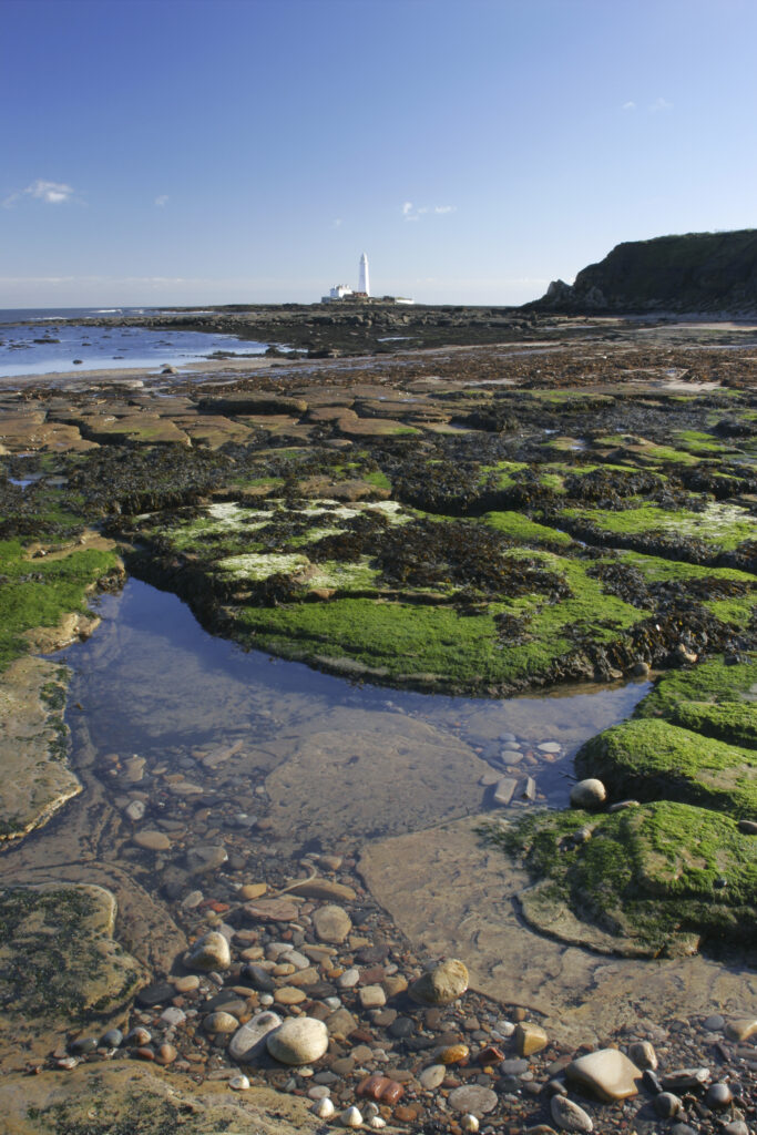 ENGLAND, Tyne & Wear, Whitley Bay. Looking across the green rocky north tyneside coastline towards st marys island
