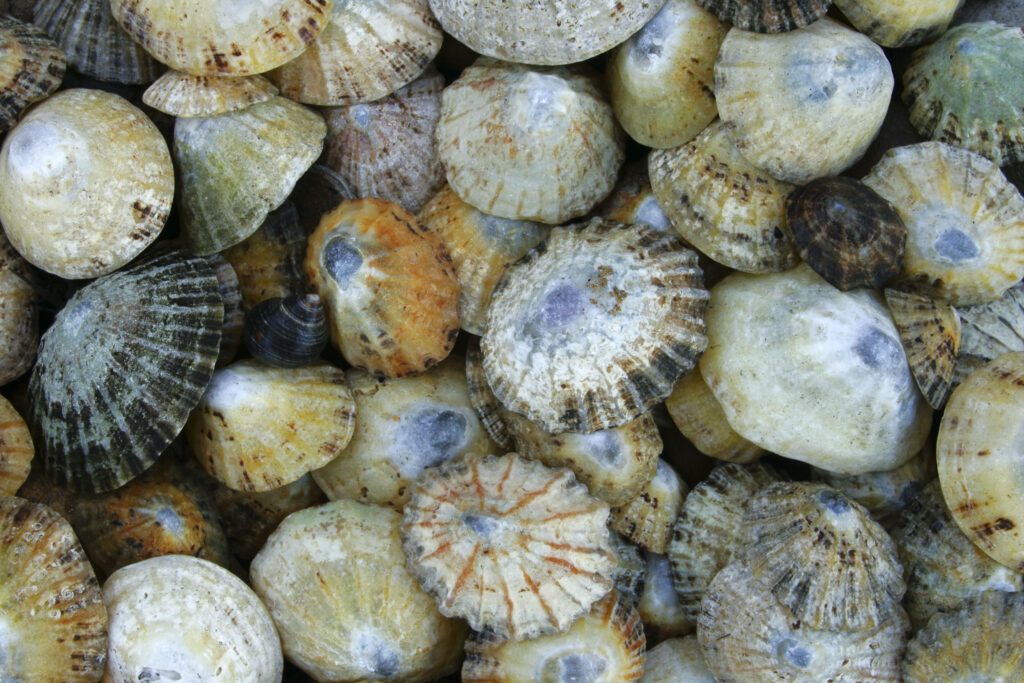 A collection of Seashells, photographed near to St Marys Island.