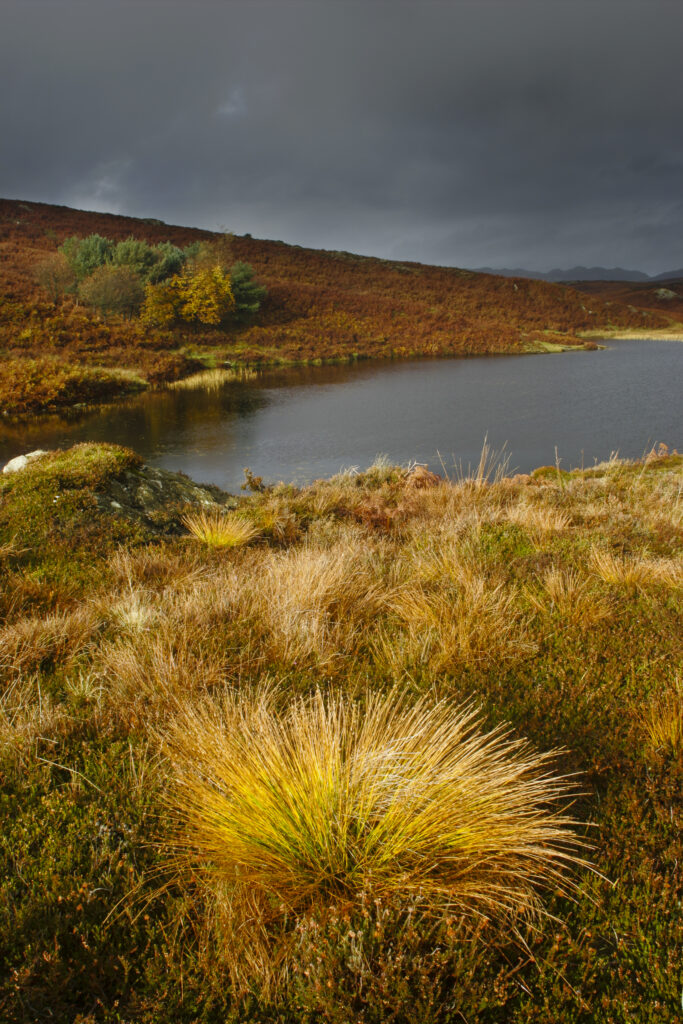 England, Cumbria, Lake District National Park. A brief shaft of sunlight illuminates the shoreline of Beacon Tarn on Cumbria way