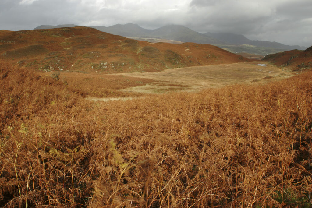 ENGLAND, Cumbria, Lake District National Park. The autumn colours of Beacon Fell looking towards Torver Common on Cumbria Way