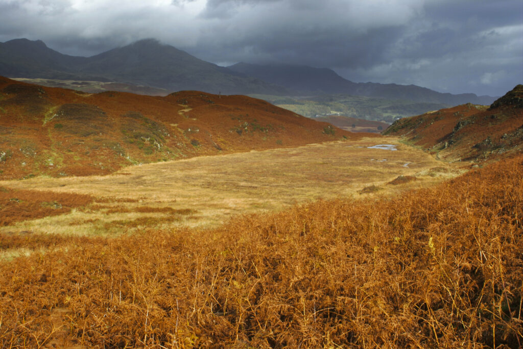 ENGLAND, Cumbria, Lake District National Park. The autumn colours of Beacon Fell looking towards Torver Common on Cumbria Way