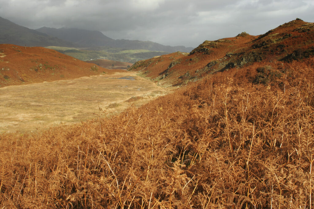 ENGLAND, Cumbria, Lake District National Park. The autumn colours of Beacon Fell looking towards Torver Common on Cumbria Way