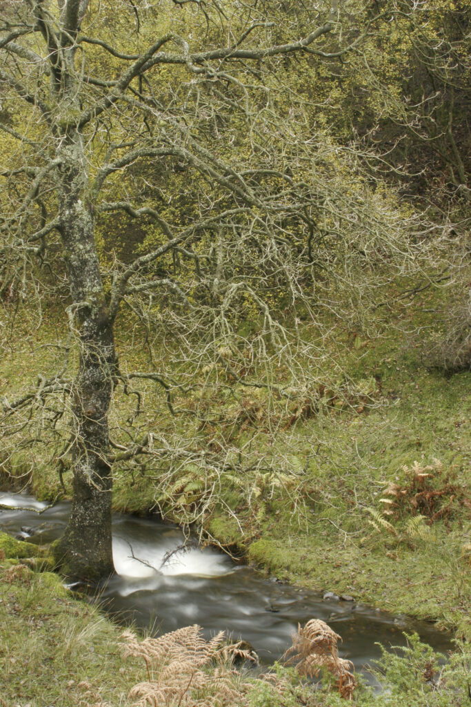ENGLAND, Cumbria, Lake District National Park. Mere Beck running towards Lake Coniston through Torver Common on Cumbria Way