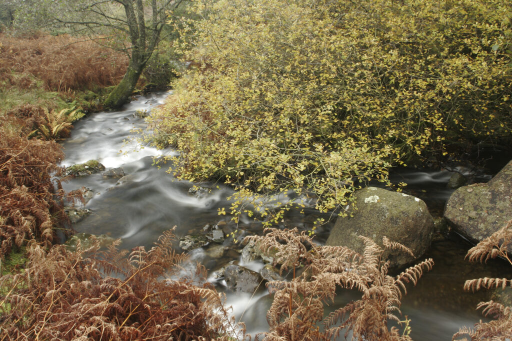 ENGLAND, Cumbria, Lake District National Park. Mere Beck running towards Lake Coniston through Torver Common on Cumbria Way