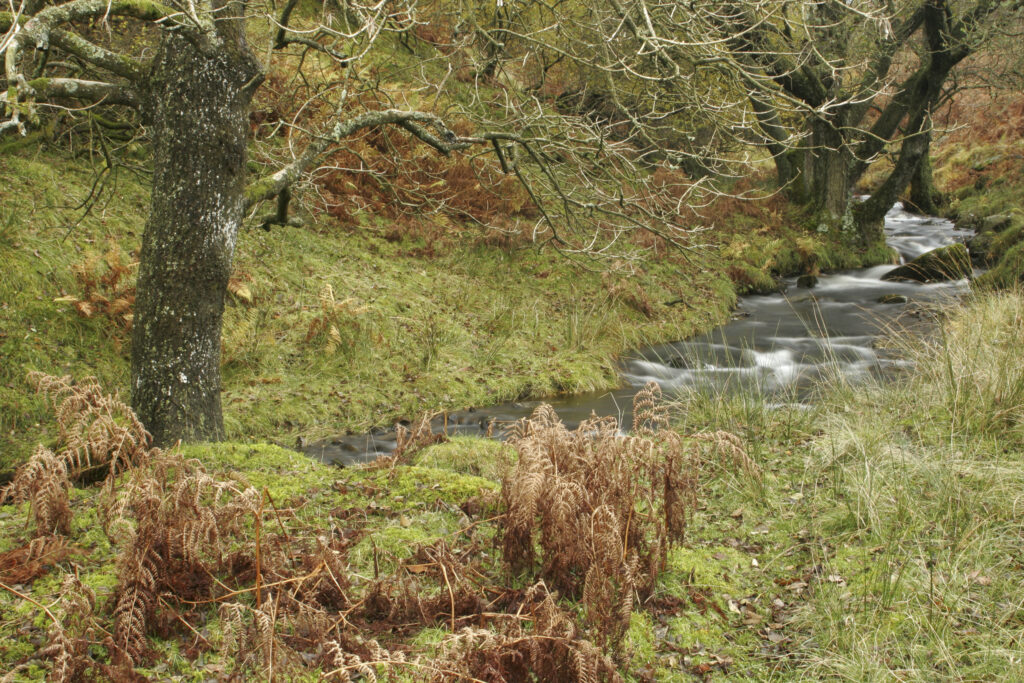 ENGLAND, Cumbria, Lake District National Park. Mere Beck running towards Lake Coniston through Torver Common on Cumbria Way