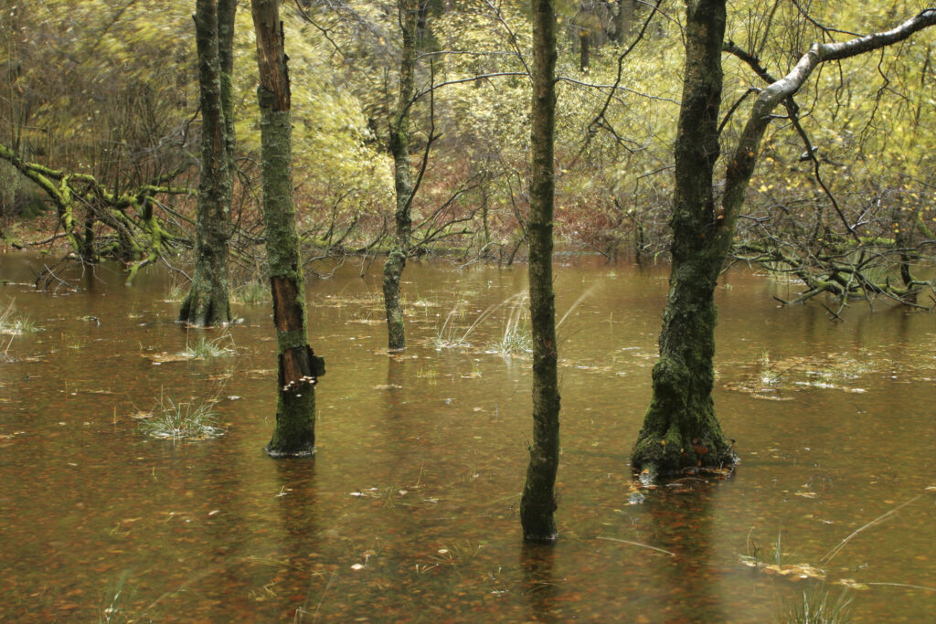 England, Cumbria, Lake District National Park. Torver Common Wood near Coniston Water flooded by autumn storms on Cumbria way