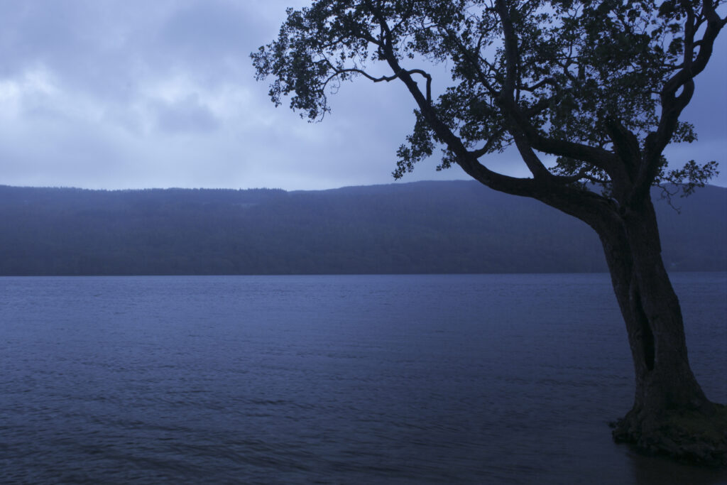 England, Cumbria, Lake District National Park. A single tree stretching out towards Coniston Water on a wet day on cumbria way