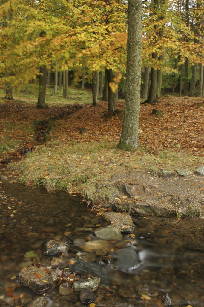 England, Cumbria, Lake District National Park. A stream running through Torver Common Wood near Coniston Water on Cumbria way