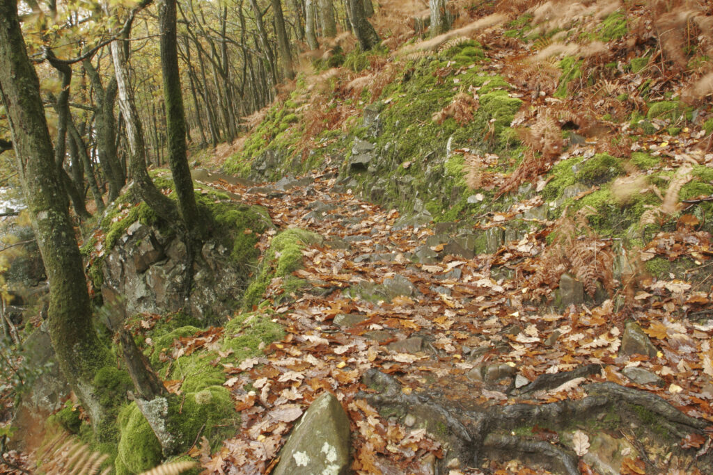 England, Cumbria, Lake District National Park. The autumn colours of Torver Common Wood near Coniston Water on Cumbria way